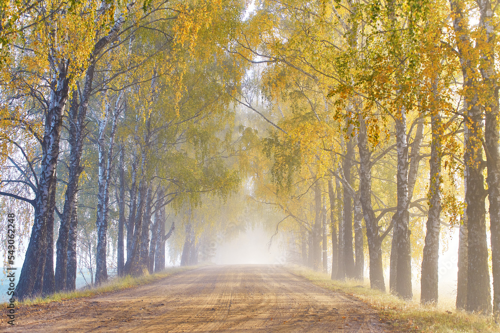Colorful alley landscape in morning fog. Autumn sunny Magic forest. Wood, rural road, yellow leaves. Travel, walking, cycling, Fall background. Natural tunnel