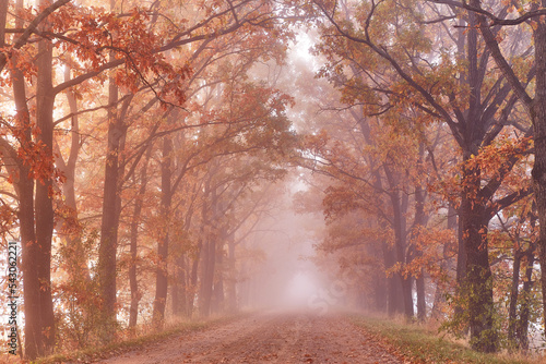 Autumn Magic forest. Colorful alley landscape in morning fog. Wood, rural road, orange leaves. Travel, walking, cycling, Fall background. Natural tunnel, eco tourism theme