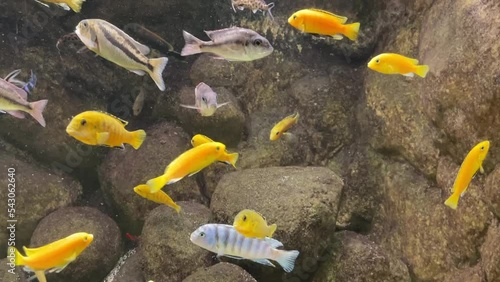 Viele bunte Malawi Buntbarsche im Aquarium. photo