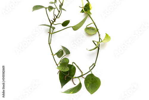 ThePhilodendron cordatum, or heart-leaved philodendron, isolated on white background. It is a plant native to southeastern Brazil. Often mistaken for pothos, this plant is epiphytic .