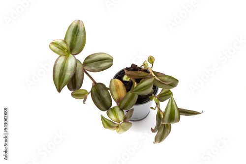 Tradescantia zebrina purpusii, isolated on white background. It is a very decorative hanging plant, due to the beautiful color of its leaves. If it grows happy, it will grow small pink flowers.
