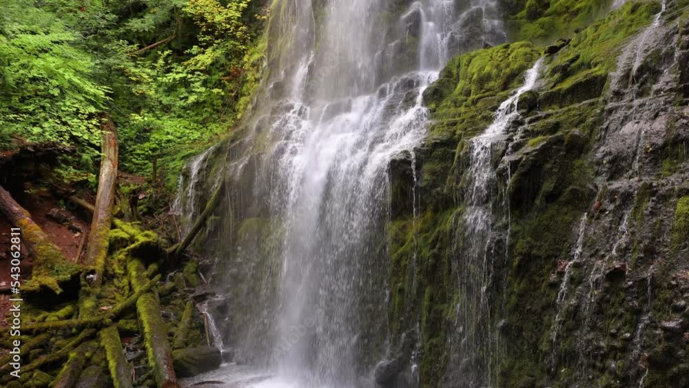 The lush forest and moss at Proxy Falls in Oregon, USA. The lush forest and moss at Proxy Falls in Oregon, USA.