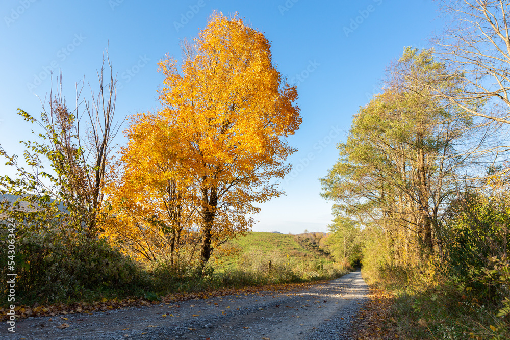 Obraz premium Bright orange fall tree next to rural gravel road through autumn forest horizontal