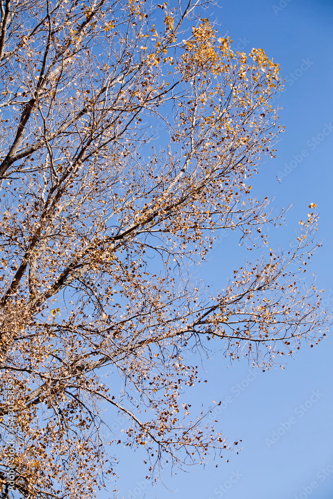 Tree with autumn leaves with blue sky background on a fall day in Iowa. Tree with autumn leaves with blue sky background on a fall day in Iowa.