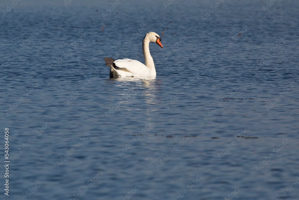 Side view of a mute swan on the Mississippi River in Iowa on an autumn day. Side view of a mute swan on the Mississippi River in Iowa on an autumn day.