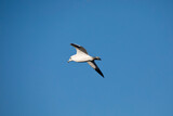 Ring billed gull flies in the sky in Iowa on a fall day. 