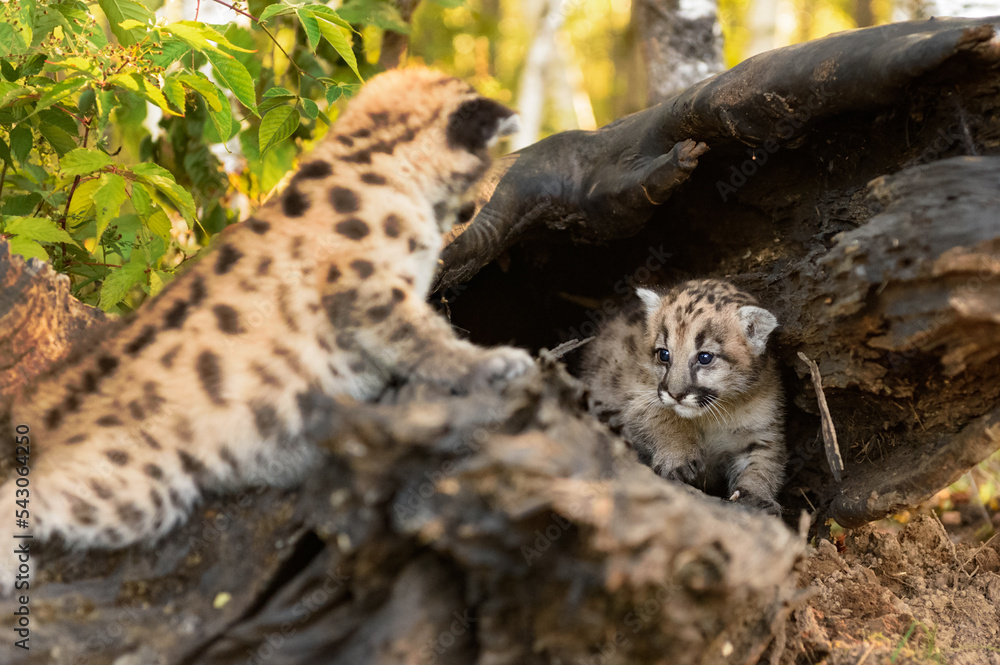 Obraz premium Cougar Kitten (Puma concolor) Looks at Sibling Inside Log Autumn