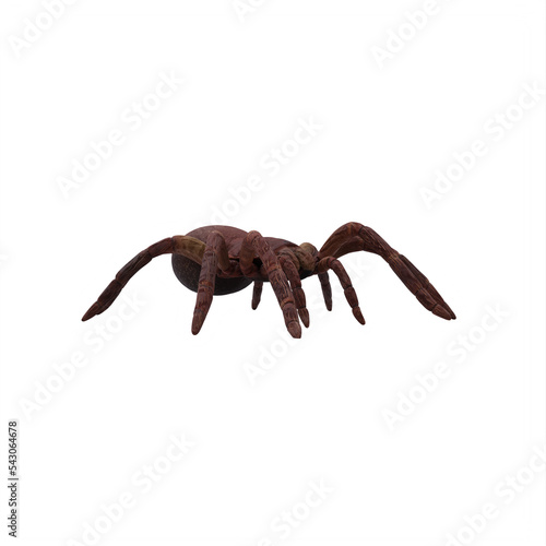 Goliath Birdeater Tarantula on white background Theraphosa blondi photo