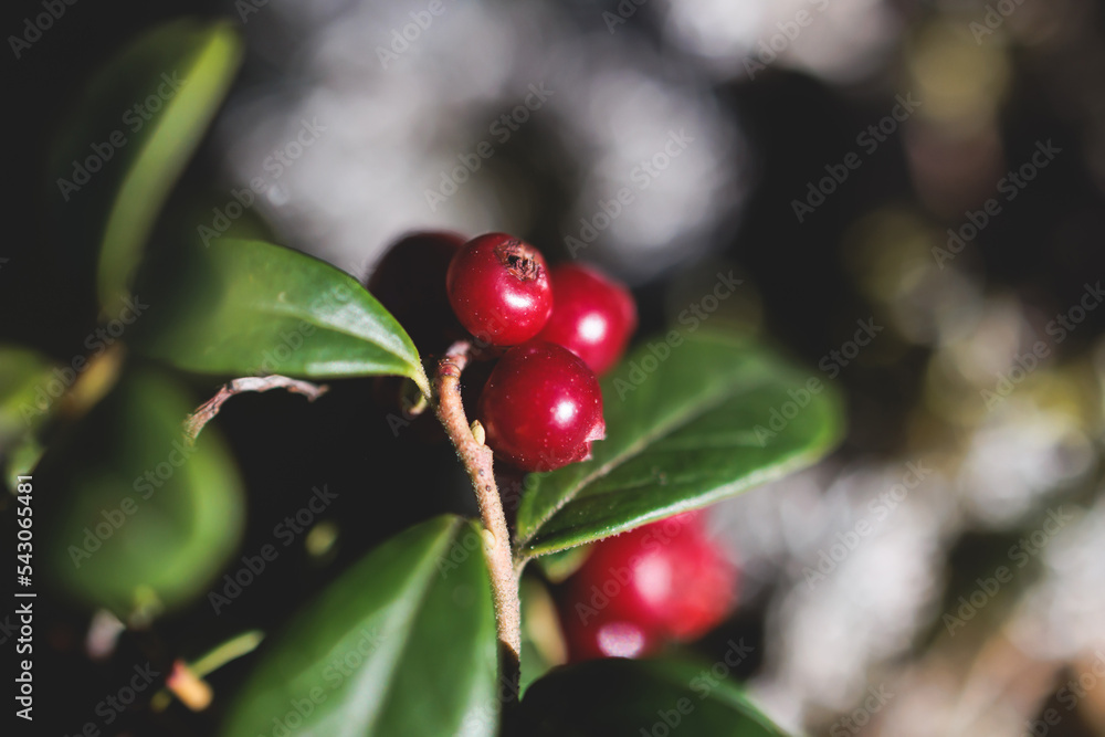Process of harvesting and collecting berries in the national park of Finland, girl picking cowberry, cranberry, lingonberry and red bilberry in the scandinavian forest, close-up of hands and berries