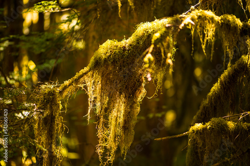 Olympic rainforest