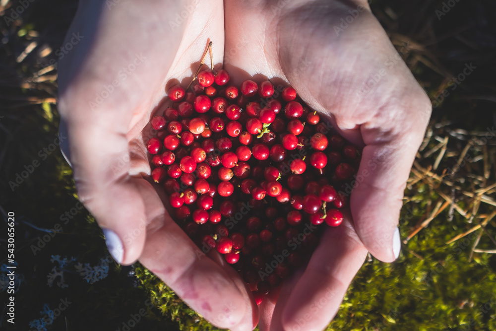 Process of harvesting and collecting berries in the national park of Finland, girl picking cowberry, cranberry, lingonberry and red bilberry in the scandinavian forest, close-up of hands and berries Process of harvesting and collecting berries in the national park of Finland, girl picking cowberry, cranberry, lingonberry and red bilberry in the scandinavian forest, close-up of hands and berries