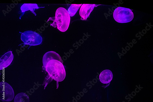 Medusas de colores en el aquario de Gran Canaria 