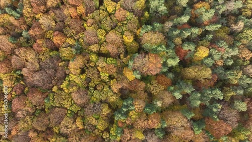 Colorful autumn forest, view from sky