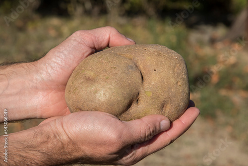 Fresh whole bio organic big potato closeup in man's hand