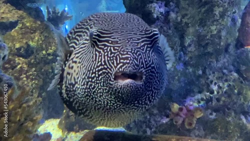 map puffer (Arothron mappa), also known as the map pufferfish, scribbled pufferfish, or Kesho-fugu, is a demersal marine fish belonging to the family Tetraodontidae.
