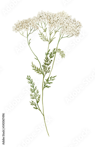 Watercolor illustration of yarrow isolated on white background
