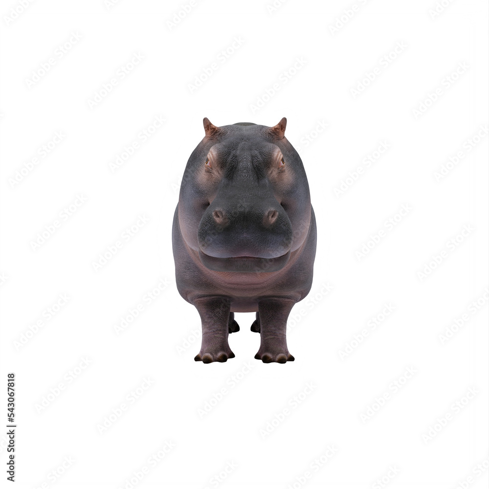 hippopotamus isolated on white hippopotamus isolated on white