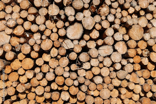 Brennholz  Holzstapel im Wald