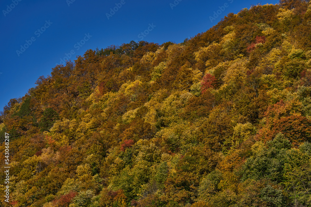 Colorful autumnal landscape