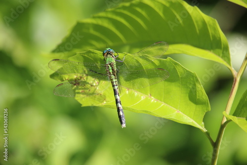 dragonfly on a leaf