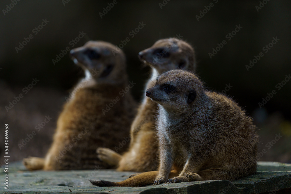 Fototapeta premium Attention - is there anybody on the floor