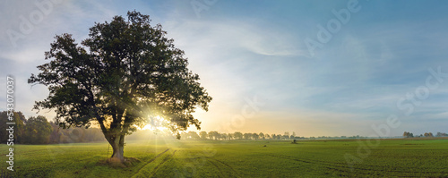 Fotografie, Tablou Panorama view of lonely tree in a foggy farm field in the morning haze by sunrise