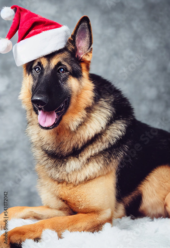 Cute and adorable German Shepherd wearing a red santa hat. Christmas illustration photo portrait with christmas background