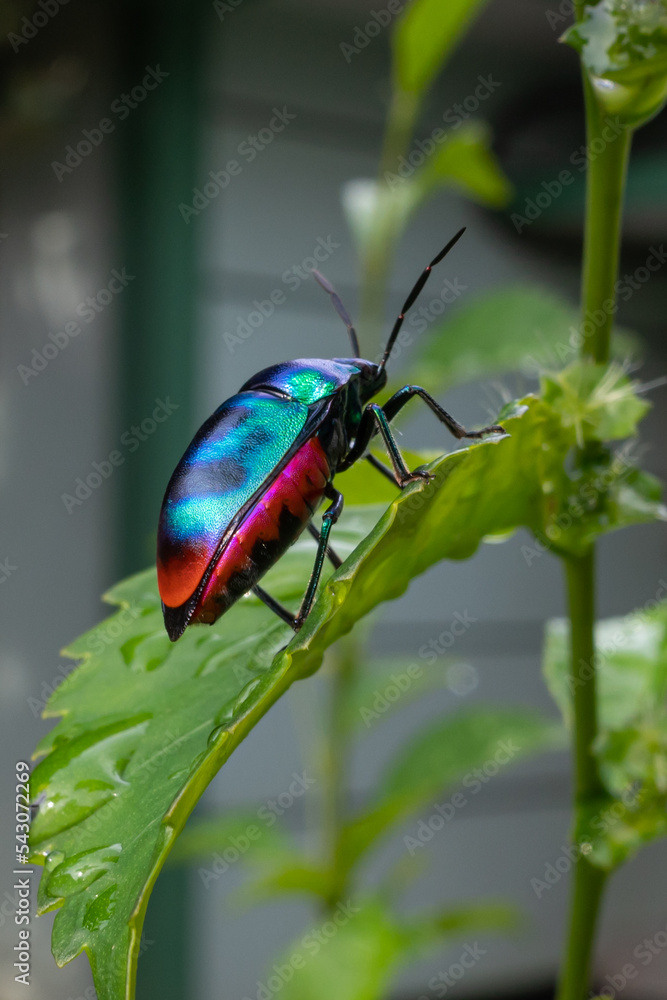 Jewel Bugs have broad rounded bodies with an undivided shield covering the whole abdomen. Jewel bugs get their common name from their bright colours Jewel Bugs have broad rounded bodies with an undivided shield covering the whole abdomen. Jewel bugs get their common name from their bright colours