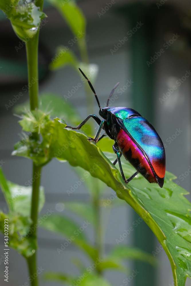 Fototapeta premium Jewel Bugs have broad rounded bodies with an undivided shield covering the whole abdomen. Jewel bugs get their common name from their bright colours