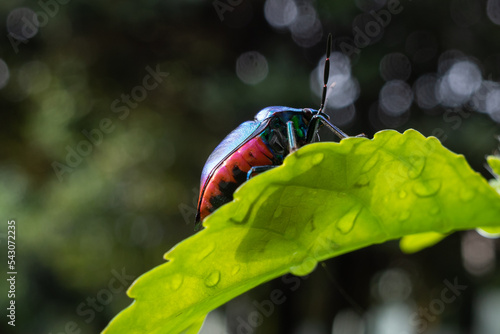 Jewel Bugs have broad rounded bodies with an undivided shield covering the whole abdomen. Jewel bugs get their common name from their bright colours photo