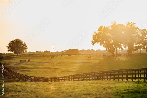 Setting sun silhouettes grazing horses, Thoroughbred horse farm, Ocala, Florida.
