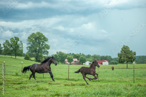 Fotobehang Mare and foal horses  running in pasture with dark sorm clouds overhead