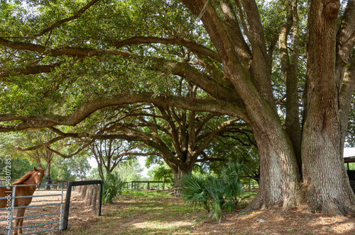 Horse farm pasture with huge Oak trees.