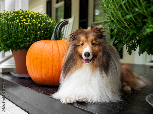 Sheltie with Pumpkin