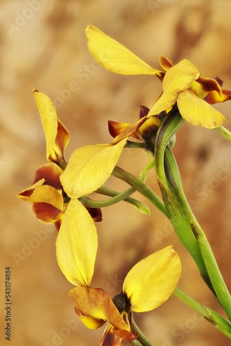 Close-up of Donkey Orchid (Diuris) flowers on stem, South Australia photo