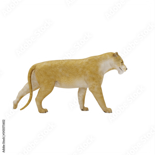 Lioness isolated photo