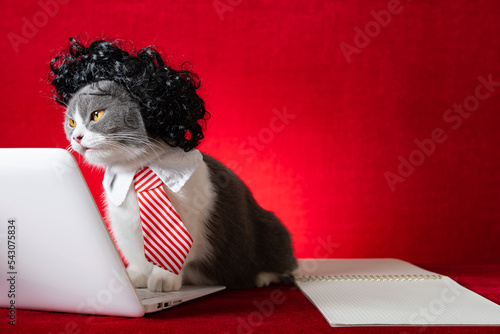 british shorthair cat with wig and tie like a business lady and working with a laptop photo