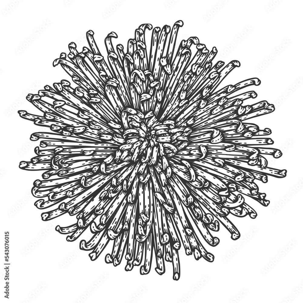 Vector Chrysanthemum flower. Black and white engraved style botanical floral drawing. Isolated illustration element Vector Chrysanthemum flower. Black and white engraved style botanical floral drawing. Isolated illustration element