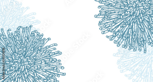 Vector Chrysanthemum flower background. Blue over white engraved style botanical floral drawing frame. Hand drawn illustration backdrop