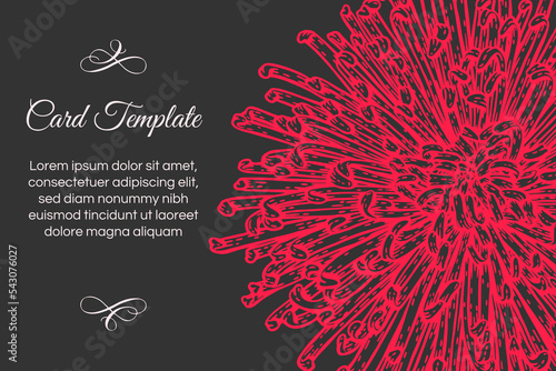 Chrysanthemum flower card template. Red and black engraved style botanical floral drawing. Hand drawn illustration background. Highly detailed line art frame