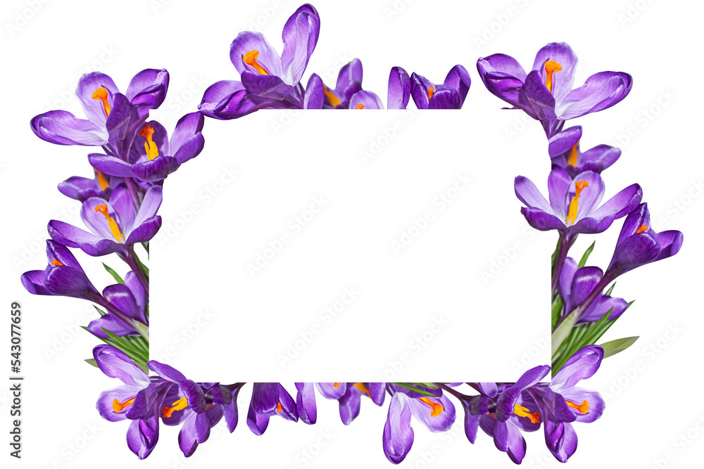 Floral frame with purple crocuses and white paper. Purple crocuses frame on white background. Floral frame with purple crocuses and white paper. Purple crocuses frame on white background.