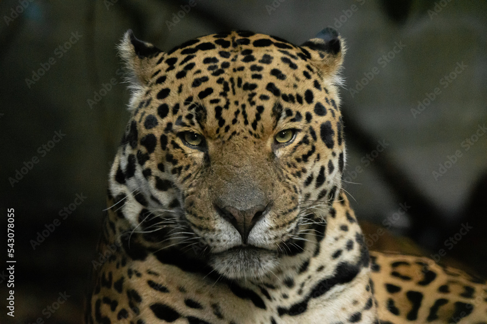 jaguar jaguar