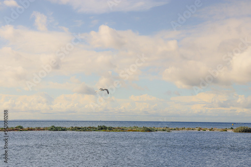 morning sea landscape with seagull in flight © Veronica