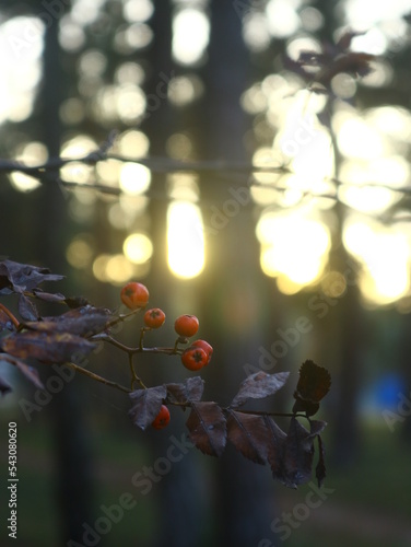 red berries on a branch 2