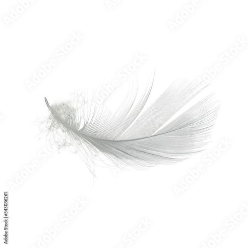 white feather isolated photo