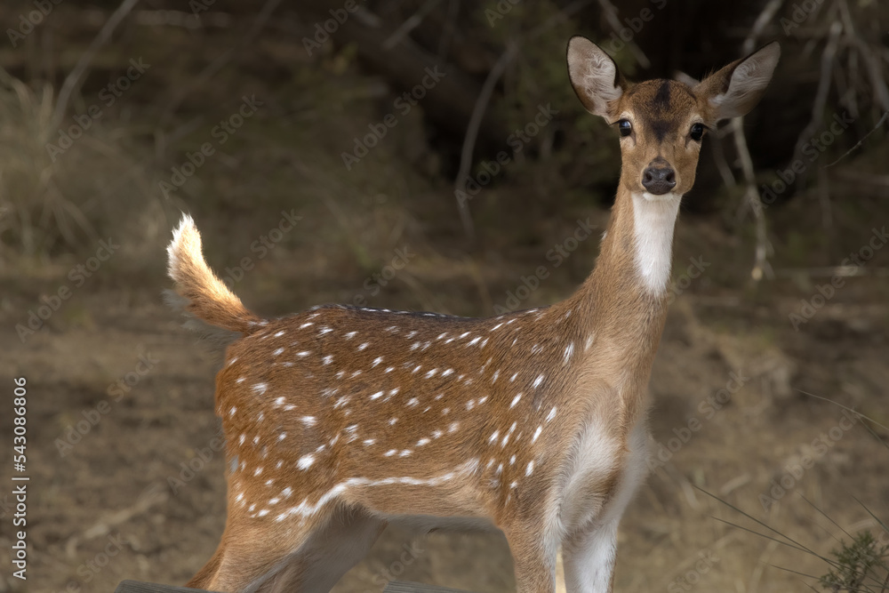 Axis Deer Female Looking at You Axis Deer Female Looking at You