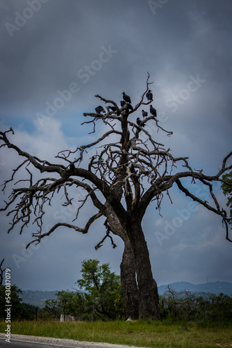 Spooky Trees with Vulchers with Ominous Clouds