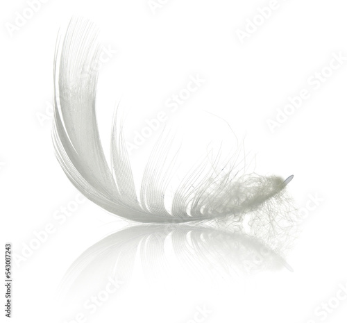 Fototapeta Naklejka Na Ścianę i Meble -  White swan feather with reflection isolated