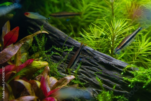 golden pencil fish search for food on oak root, aquatic plants in beautiful freshwater ryoboku detail, Amano style planted aquadesign, bright LED light colors, professional aquarium care, shallow dof photo