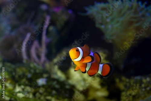 juvenile ocellaris clownfish, active animal among soft corals in nano reef marine aquarium, hardy species for experienced aquarist hobby, LED actinic blue low light, color contrast design, night mode